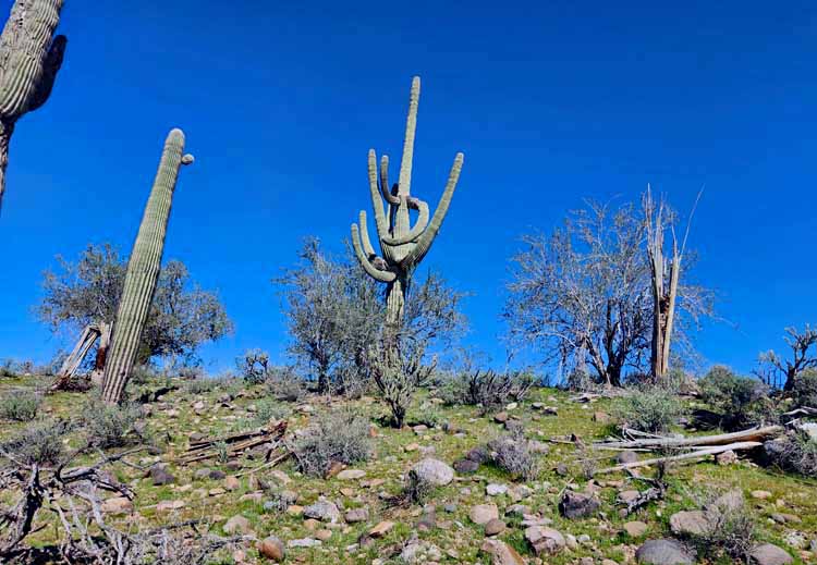 saguaro